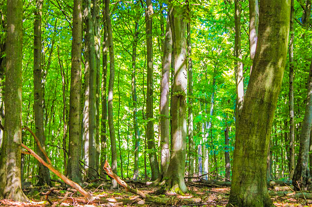 Die alten Rotbuchenwälder sind Weltnaturerbe