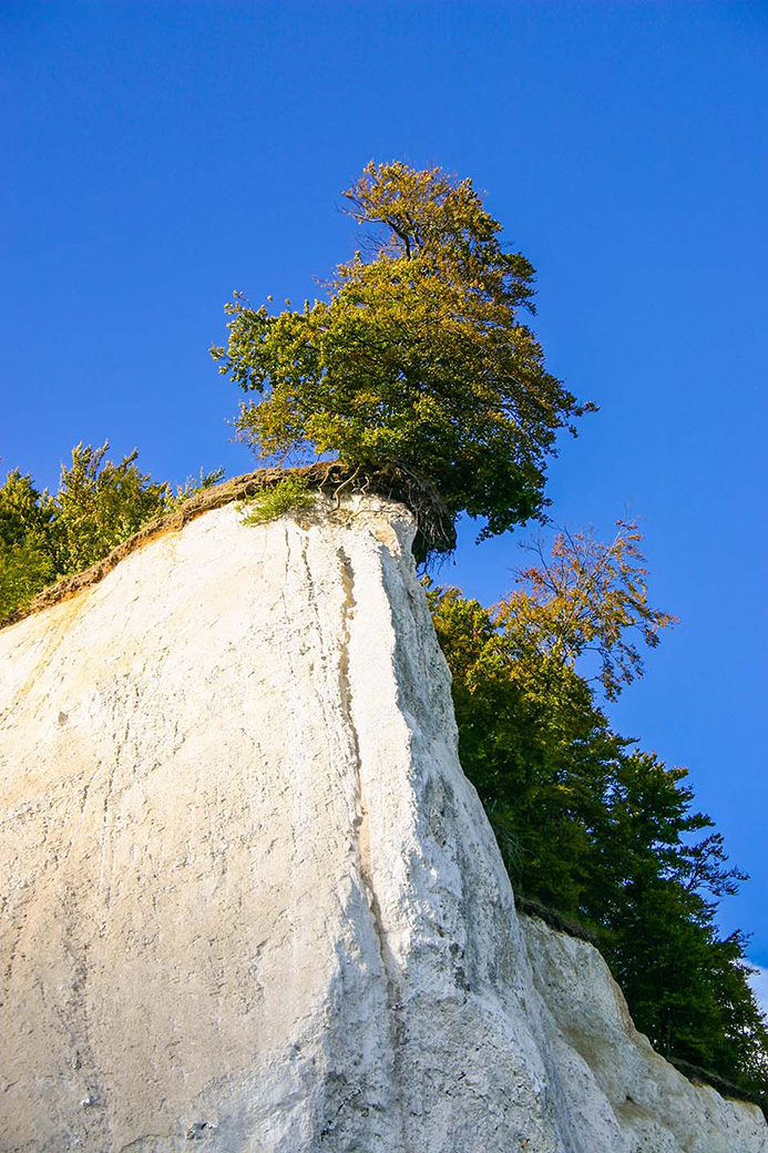 Buche am Abgrund an der Ernst-Moritz-Arndt-Sicht