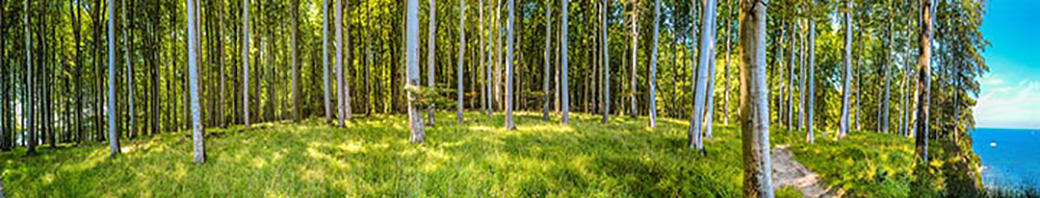 Vorschau Panorama Welt-Natur-Erbe Buchenwald im NPJ